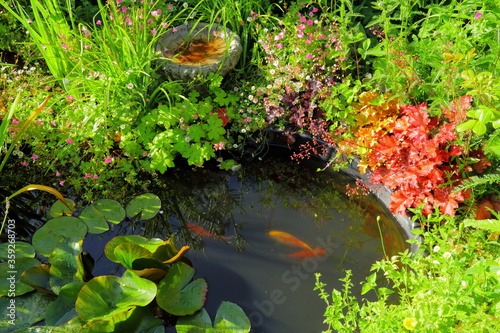 Small pond with koi fish in cottage style garden