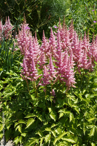  Vision in Pink  Chinese astilbe  Astilbe chinensis  Vision in Pink   in flower in a garden setting