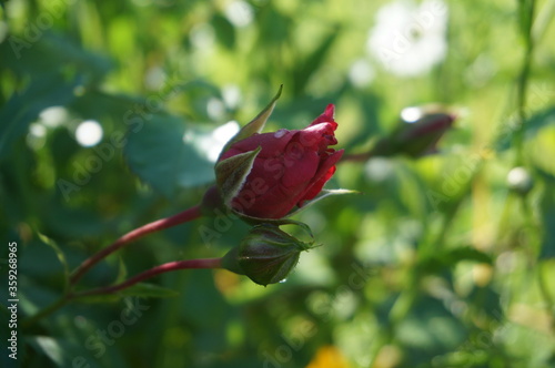 red rose flower in the park