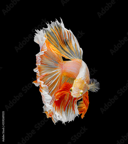 Orange and white color dragon siamese fighting fish, betta fish isolated on black background. Capture the moving moment of crown tail siamese fighting fish, Betta splendens.in Thailand.