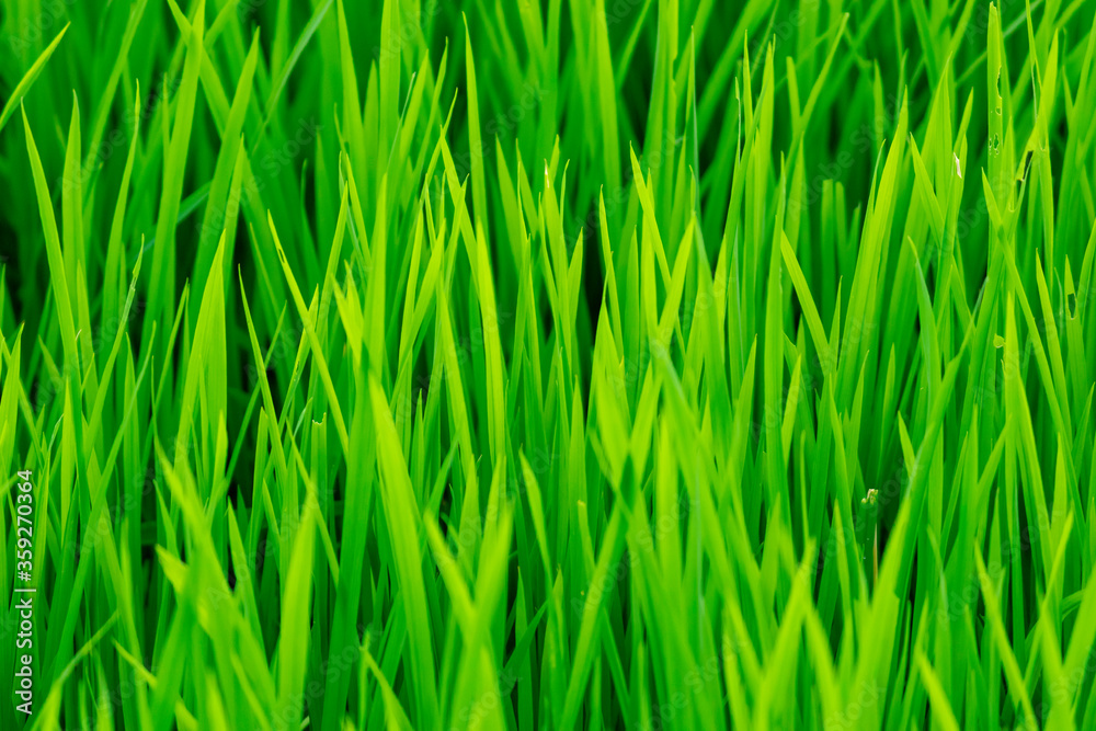 Rice plant green leaves foliage photograph Rice plant green leaves foliage photograph