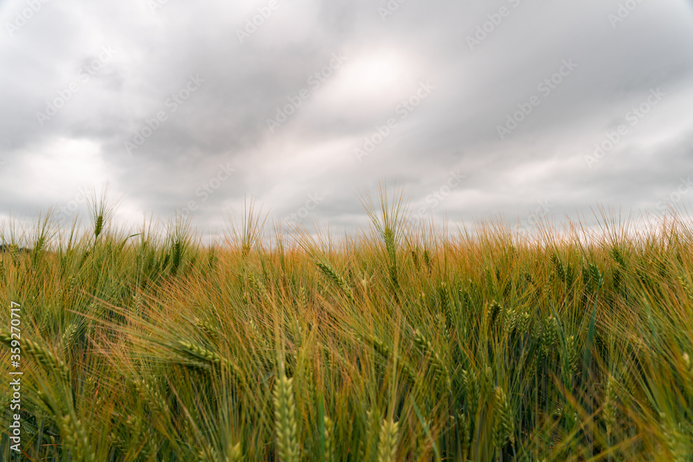 Golden barley (Hordeum vulgare) growing on a field. Dramatic sky. Golden barley (Hordeum vulgare) growing on a field. Dramatic sky.