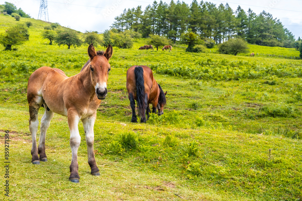 A small horse on the way up the mountain. Mount Aizkorri 1523 meters, the highest in Guipuzcoa. Basque Country. Ascent through San Adrian and return through the Oltza fields A small horse on the way up the mountain. Mount Aizkorri 1523 meters, the highest in Guipuzcoa. Basque Country. Ascent through San Adrian and return through the Oltza fields