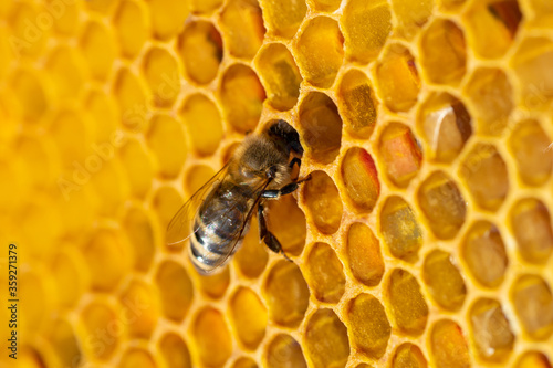 Close-up of working bees on honeycombs. Beekeeping and honey production image © Aleksandr Rybalko