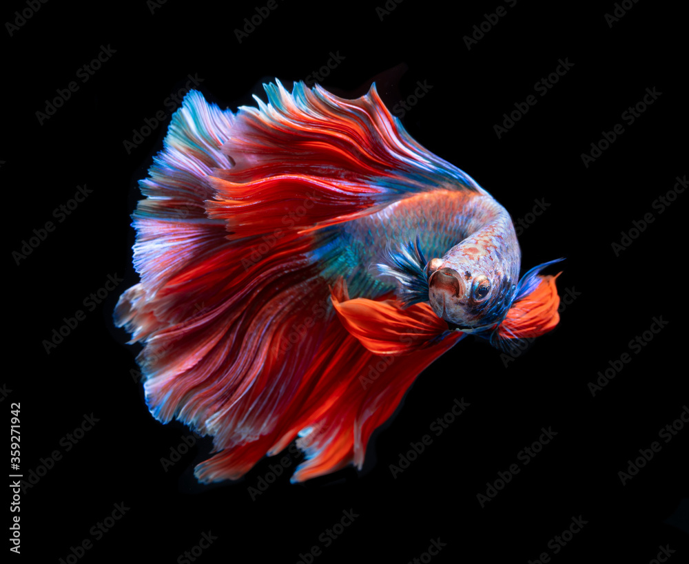 Beautiful red and blue siamese fighting fish, betta fish isolated on Black background.Crown tail Betta in Thailand. Beautiful red and blue siamese fighting fish, betta fish isolated on Black background.Crown tail Betta in Thailand.