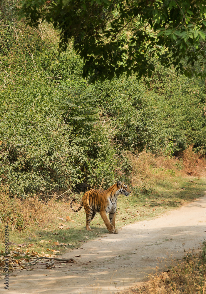 Tiger crossing the road at Jim Corbett Tiger Reserve Tiger crossing the road at Jim Corbett Tiger Reserve