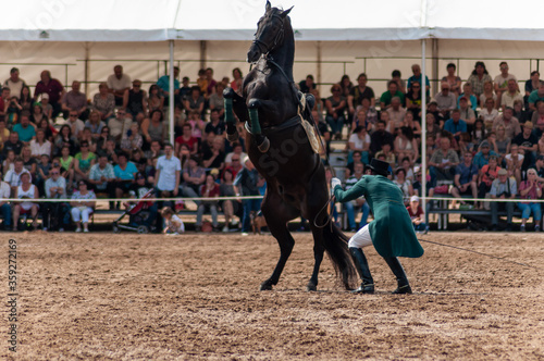 A horse parade in famous stud Kladruby nad Labem, grey and black Kladruber horses, breed of horses that was created specifically for pulling coaches of emperors and kings