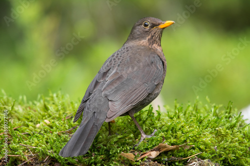 blackbird on a grass, дрозд, самка черного дрозда, blackbird 