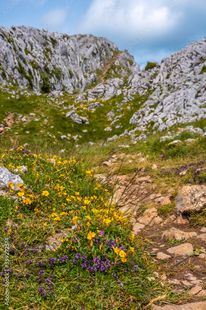 Mount Aizkorri 1523 meters, the highest in Guipuzcoa. Basque Country. Yellow flowers above at the top. Ascent through San Adrian and return through the Oltza fields