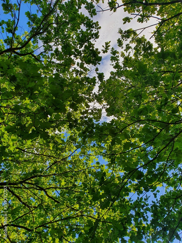 Fototapeta premium Net of leaves