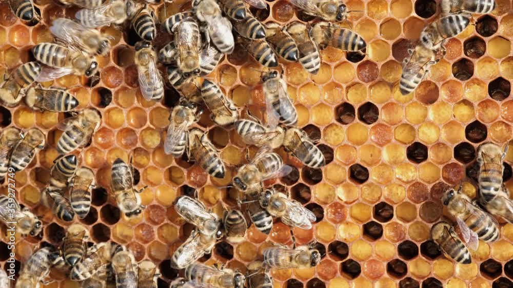 Honeycomb with colorful perga. Honeycomb with bee bread. Bees pack honeycomb with bee bread. Medicinal properties of bee bread. Apitherapy. Honeycomb with colorful perga. Honeycomb with bee bread. Bees pack honeycomb with bee bread. Medicinal properties of bee bread. Apitherapy.