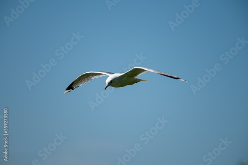 A closeup shot of a seagull flying across the frame against blue sky in the background.