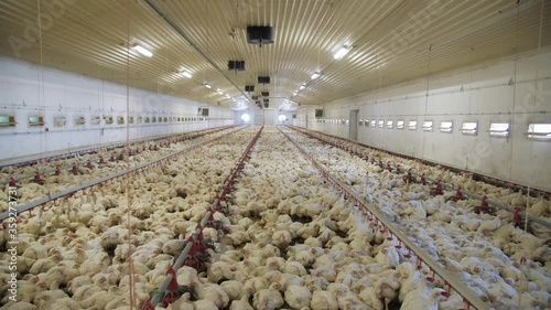 Poultry farm. Chickens for fattening on a modern poultry farm. Lots of chickens in the hangar. Feed and drink chickens. Modern agriculture.