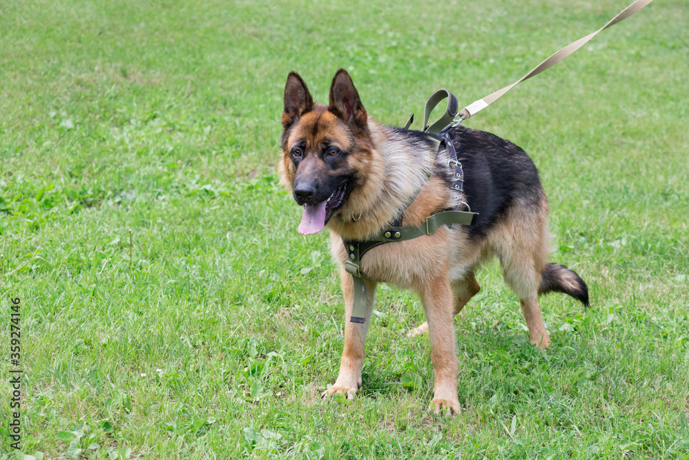 German shepherd dog puppy is standing on a green grass in the sping park. Pet animals.