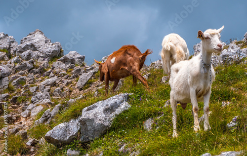 Mount Aizkorri 1523 meters, the highest in Guipuzcoa. Basque Country. Ascent through San Adrian and return through the Oltza fields. A group of free goats on top of the mount photo