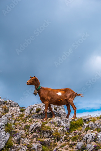Mount Aizkorri 1523 meters, the highest in Guipuzcoa. Basque Country. Ascent through San Adrian and return through the Oltza fields. A brown goat on top of the mountain © unai