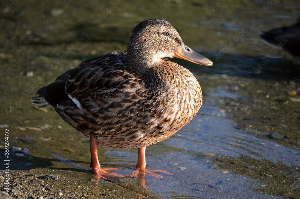 beautiful duck on pond shore in autumn sun beautiful duck on pond shore in autumn sun