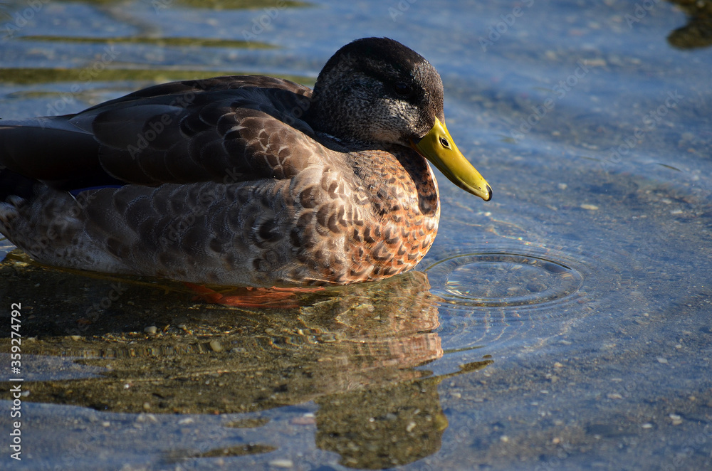 vibrant mallard duck in autumn pond water looking for food vibrant mallard duck in autumn pond water looking for food