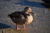 beautiful duck on pond shore in autumn sun