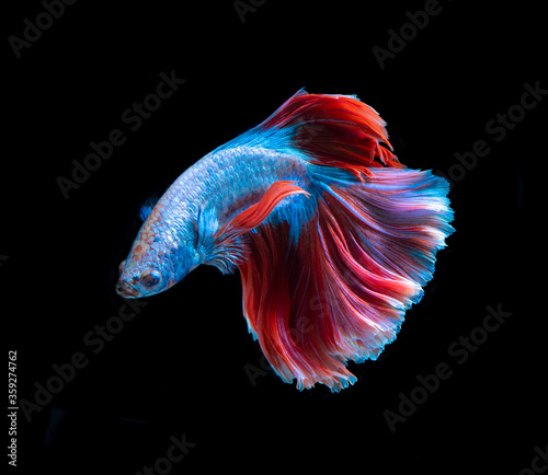 Beautiful red and blue siamese fighting fish, betta fish isolated on Black background.Crown tail Betta in Thailand.