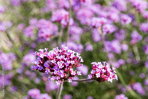 Verveine de Bueno-Aires en gros plan