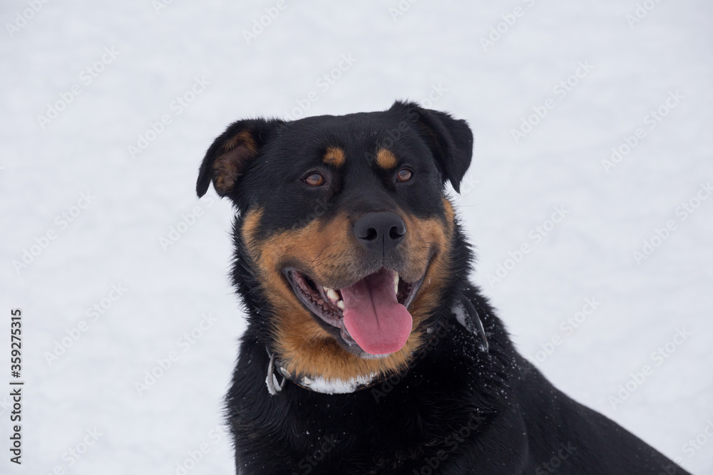 Cute rottweiler puppy isolated on a white background. Pet animals. Cute rottweiler puppy isolated on a white background. Pet animals.