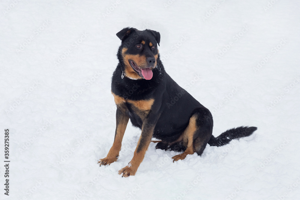 Cute rottweiler puppy is sitting on a white snow in the winter park. Pet animals.