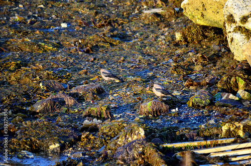 crow eating a sea urchin on sea shore