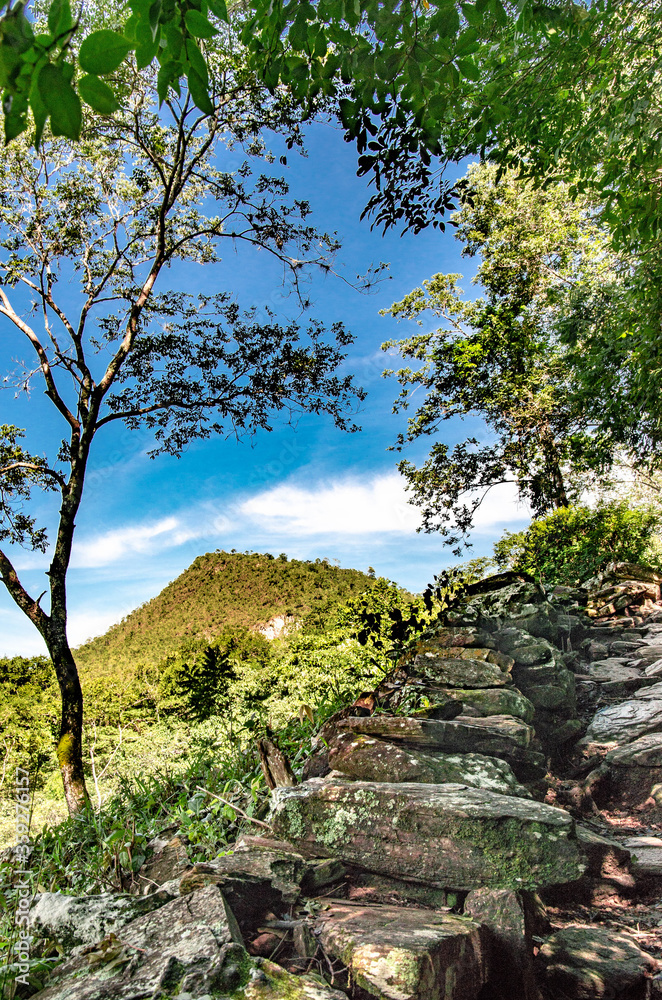 mountain landscape with a tree