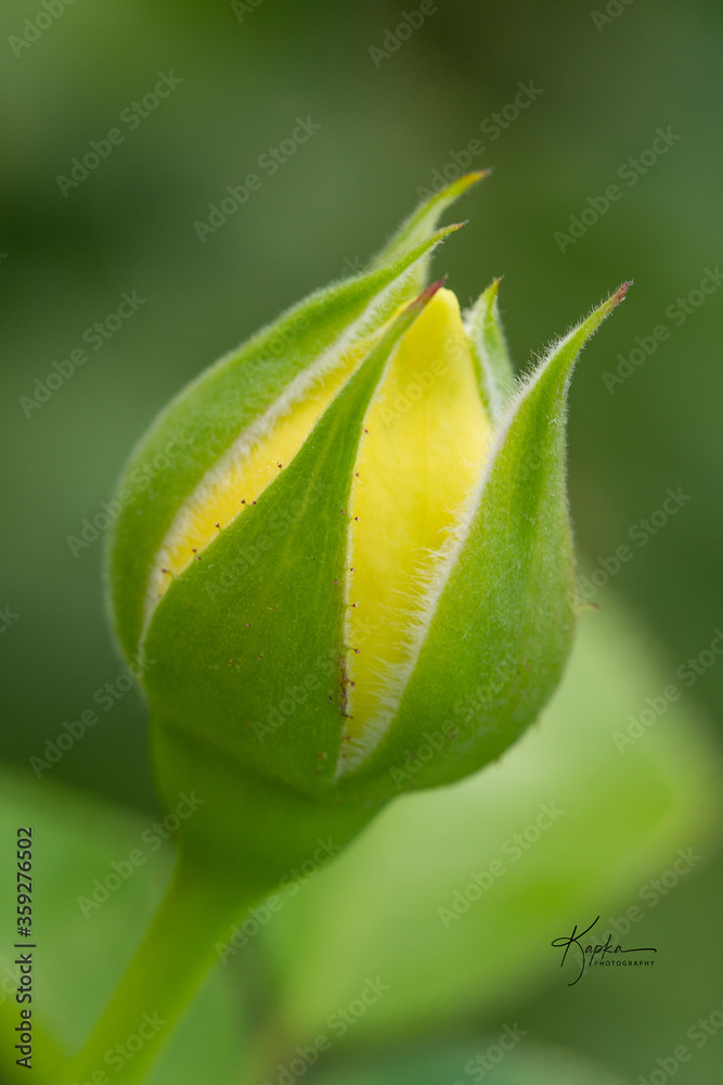 Yellow rose bud Yellow rose bud