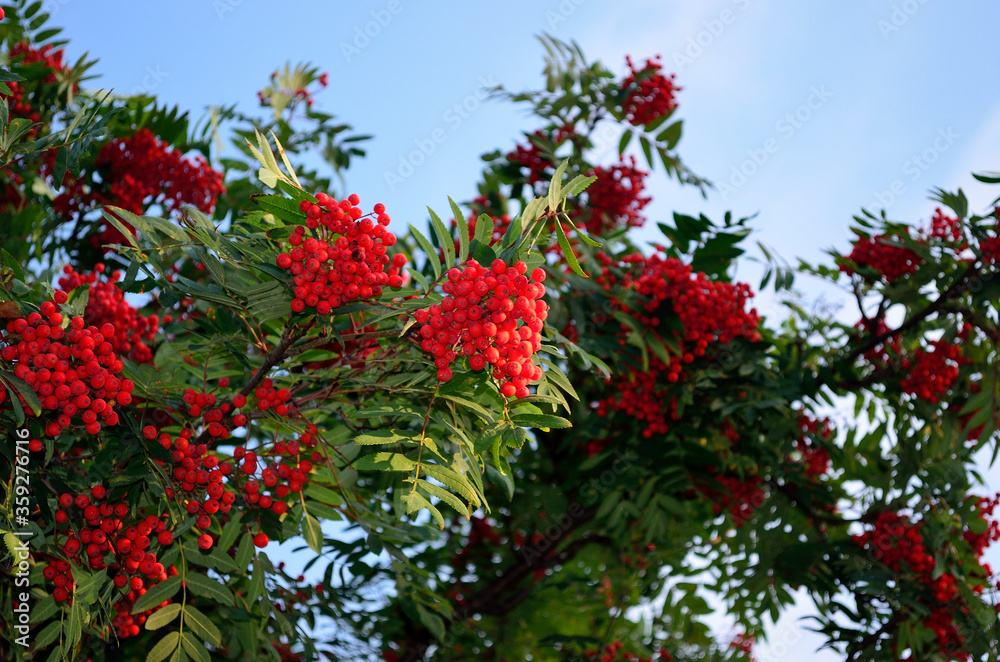 red ripe rowan berries on rowan tree on sunny autumn day
