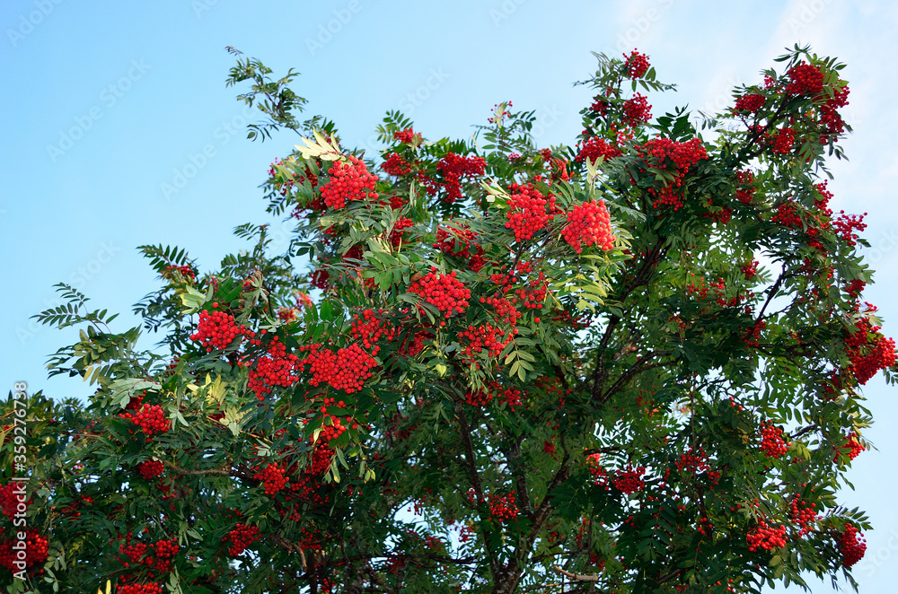 red ripe rowan berries on rowan tree on sunny autumn day