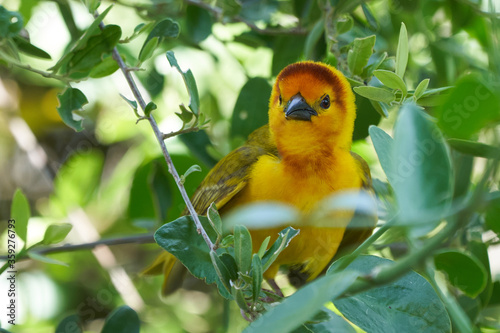 Golden palm weaver Ploceus bojeri Ploceidae Sweet Portrait photo