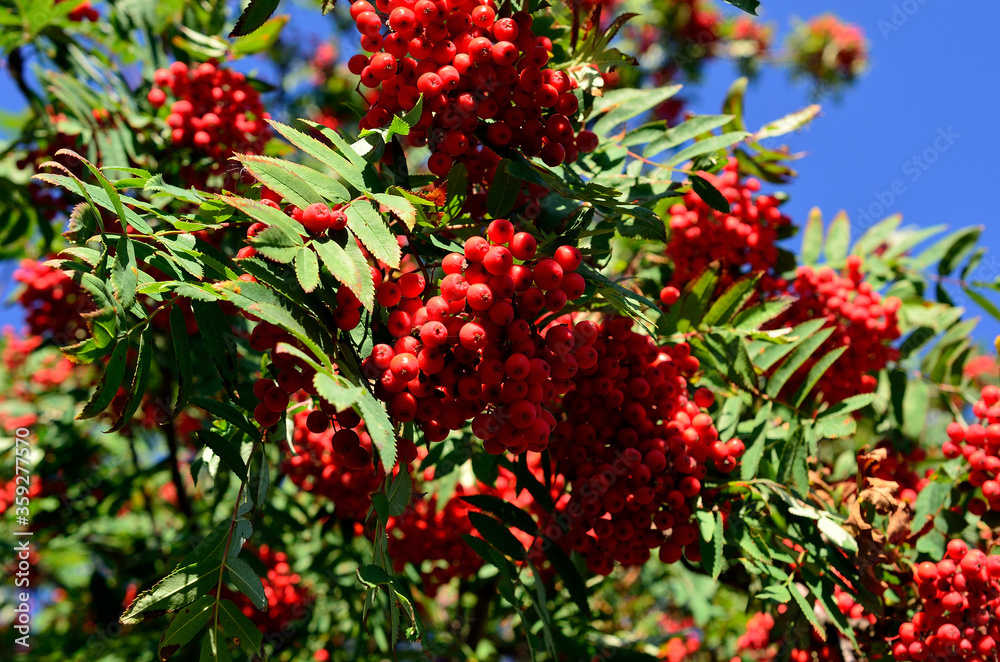 vibrant red berries on rowan tree in autumn
