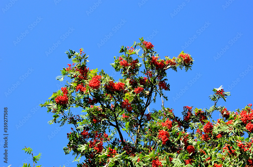 vibrant red berries on rowan tree in autumn vibrant red berries on rowan tree in autumn