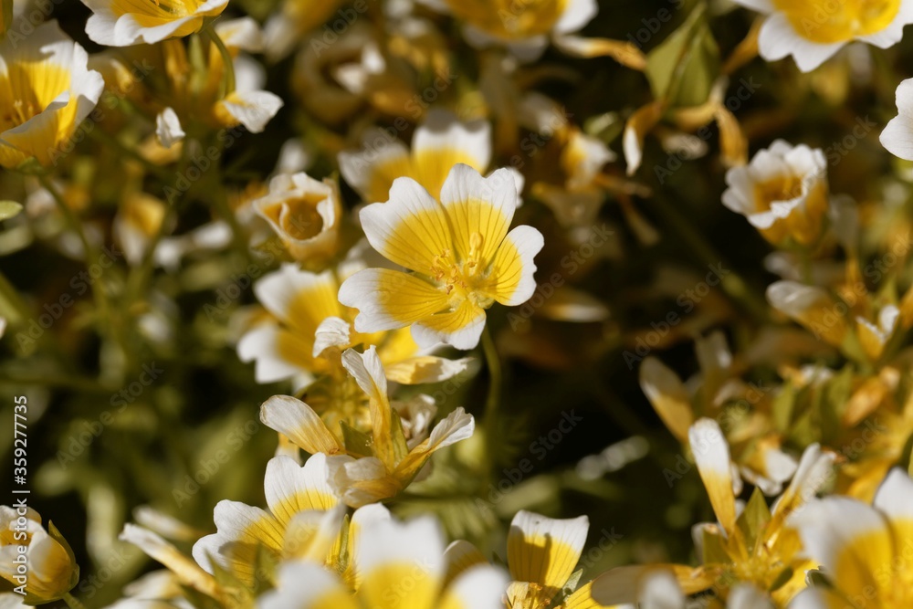 Poached egg plant, Limnanthes douglasii Poached egg plant, Limnanthes douglasii