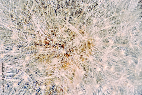 Extreme macro of the seeds of a dandelion
