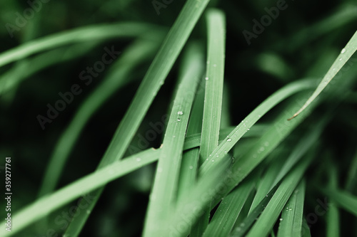 drops on grass leaves after rain
