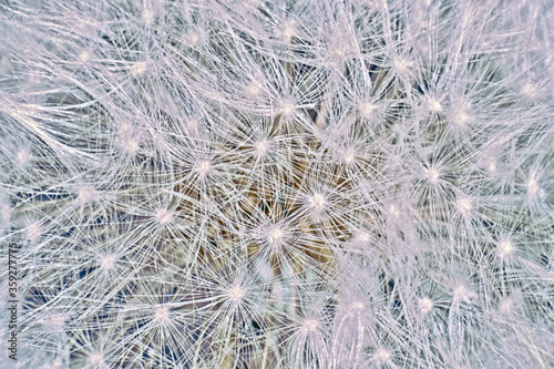 Extreme macro of the seeds of a dandelion
