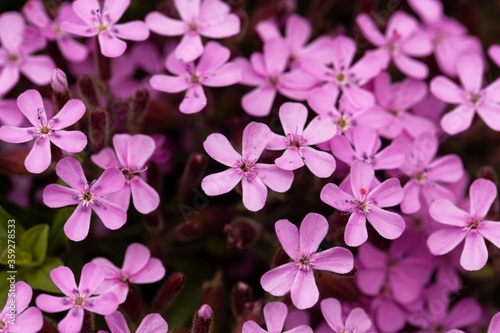 Rock soapwort, Saponaria ocymoides