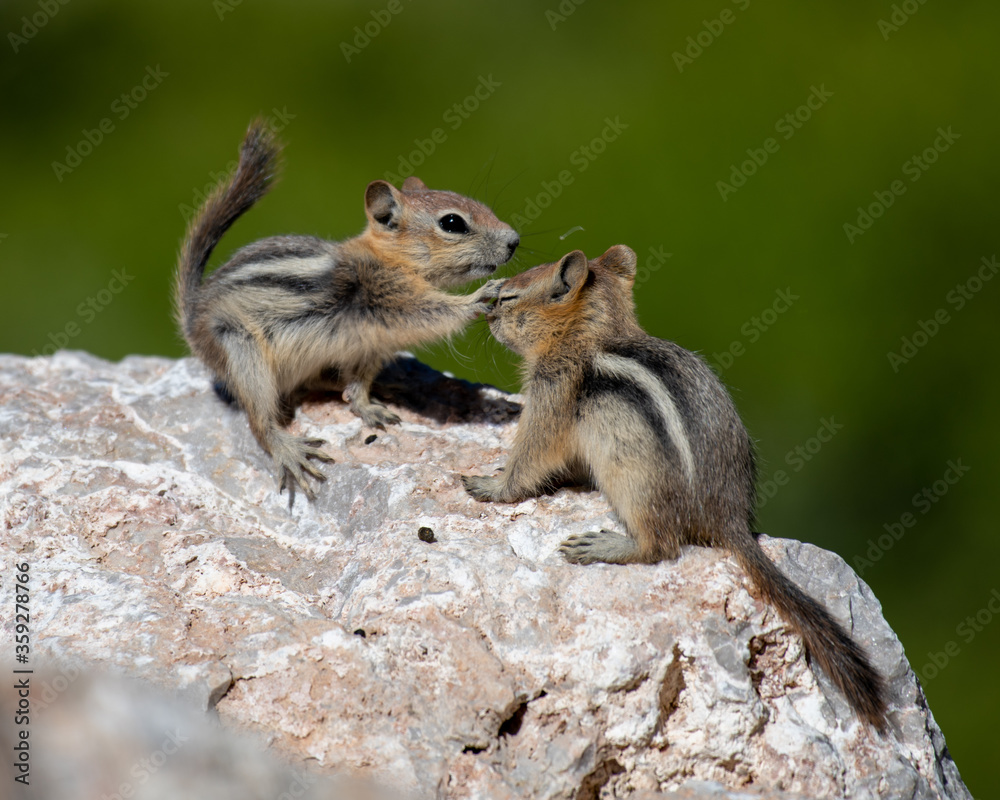Two baby Golden-mantled Ground Squirrels playing. Two baby Golden-mantled Ground Squirrels playing.