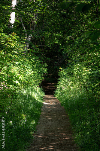 A walk in the forest  in Tisvildeleje, North Zealand (Sjælland), Denmark