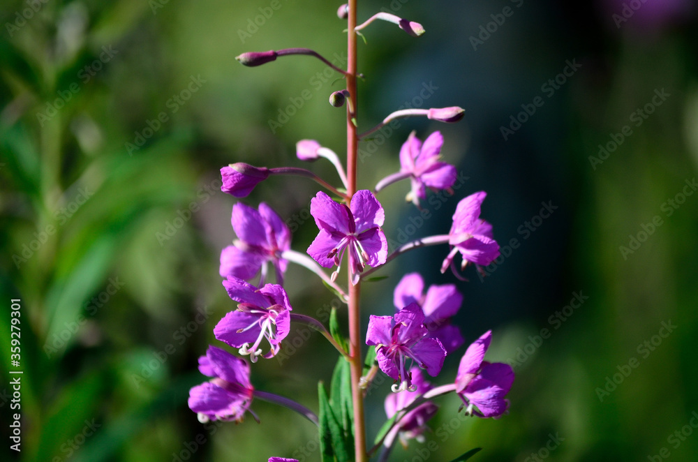 pink wildflower in summer sun