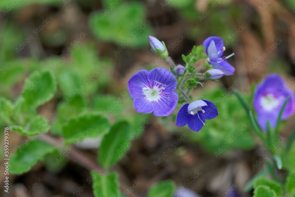 Thyme Leaf Speedwell, Veronica oltensis Thyme Leaf Speedwell, Veronica oltensis