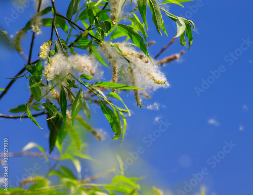 natural background with fluffy white fluff scattered by the wind from the branches of a willow tree causing seasonal allergies on a summer Sunny day