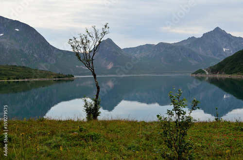 serene fjord surrounded by mountains in summer