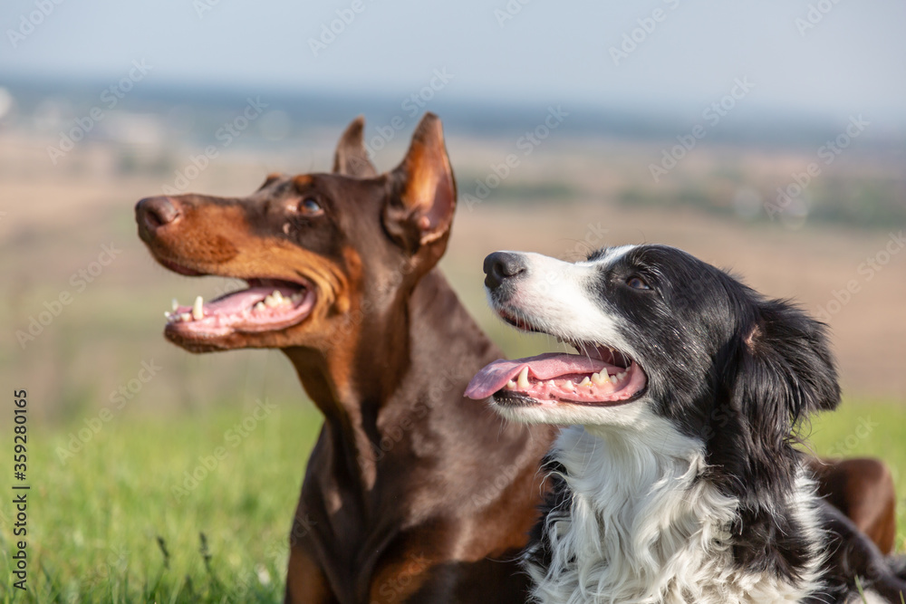 Fototapeta premium Doberman Dobermann and Border Collie dogs lie together and look one way. Portrait. Horizontal orientation.