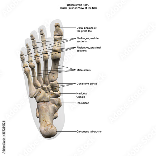 Bones of the Foot, Plantar View of the Sole Labeled Parts on White Background