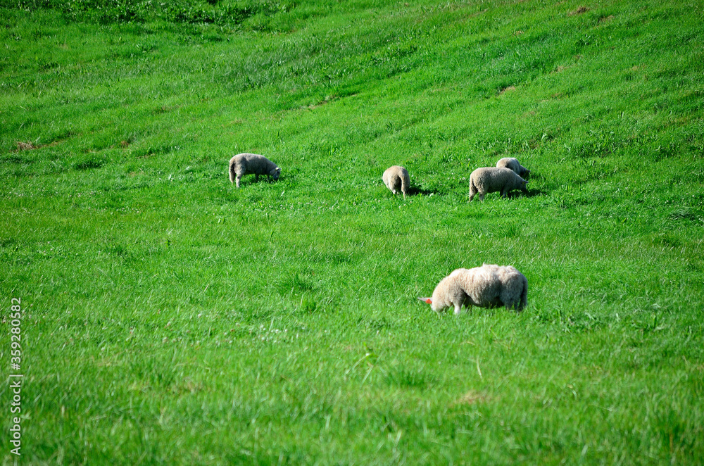 sheep grazing on vibrant green pasture in summer sunlight sheep grazing on vibrant green pasture in summer sunlight