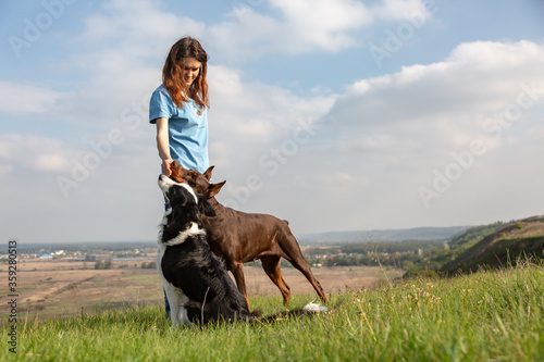 A girl feeds with the hands of two dogs doberman dobermann and a border collie on a hill against the sky. Space for text. Horizontal orientation. 